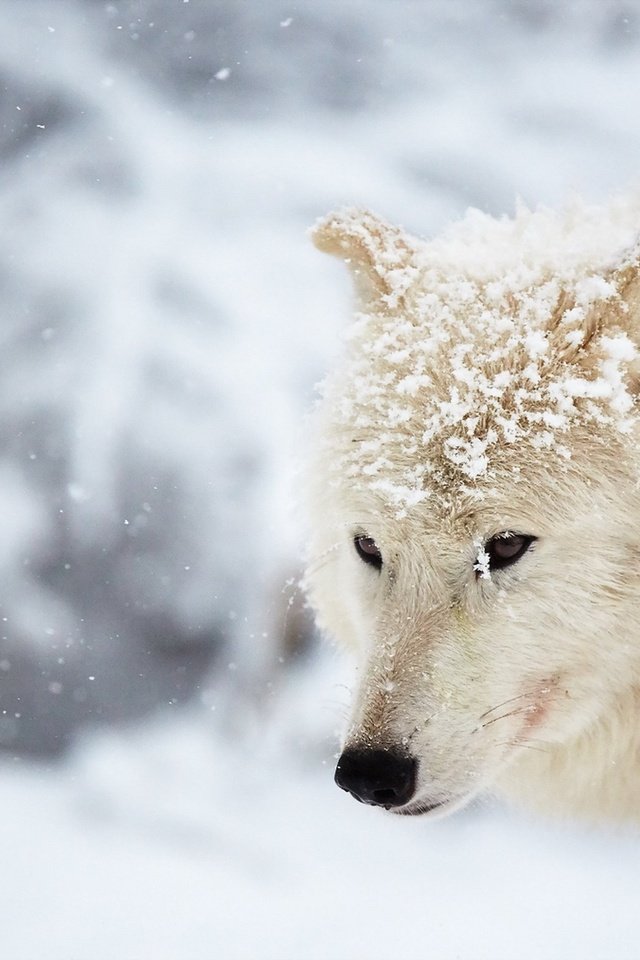 Белый (Полярный) Волк Обои