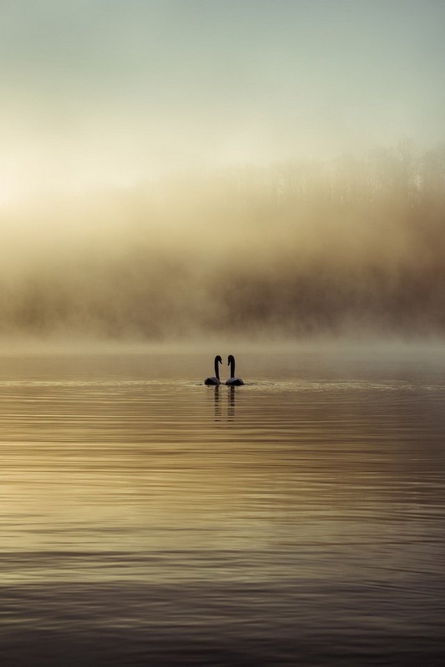 Обои озеро, туман, птицы, лебеди, lake, fog, birds, swans разрешение 1920x1080 Загрузить