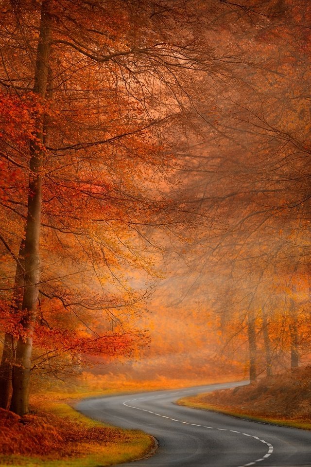 Обои дорога, деревья, природа, осень, road, trees, nature, autumn разрешение 2048x1344 Загрузить