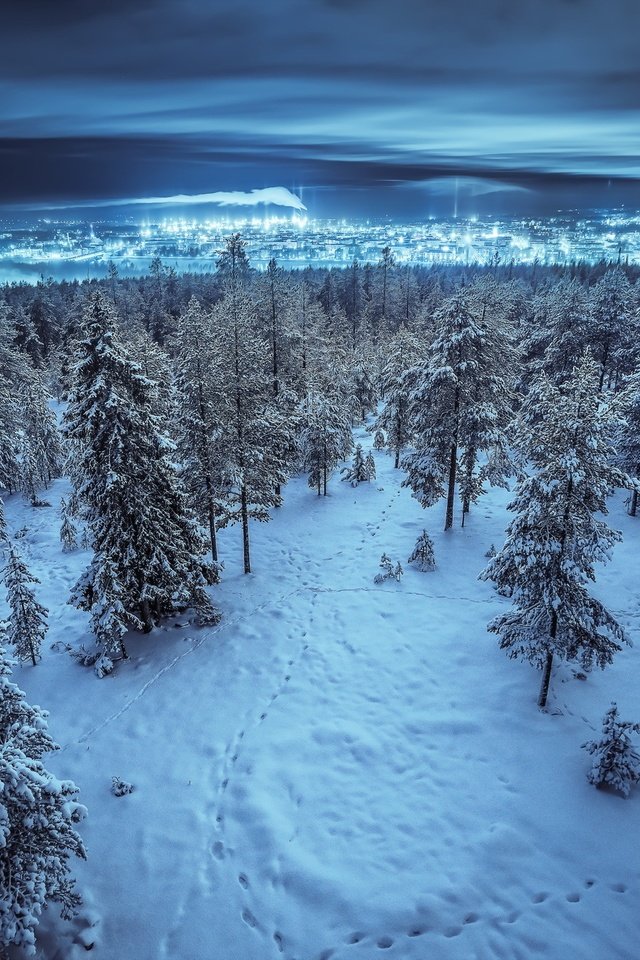 Обои ночь, деревья, снег, лес, зима, пейзаж, город, night, trees, snow, forest, winter, landscape, the city разрешение 2048x1322 Загрузить