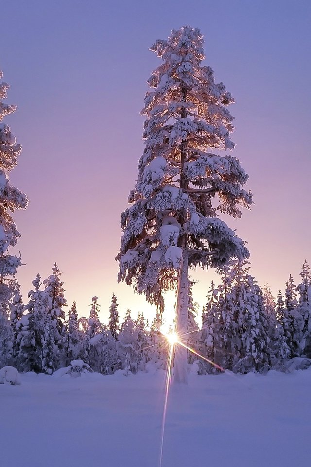 Обои небо, деревья, солнце, снег, лес, зима, солнечный свет, the sky, trees, the sun, snow, forest, winter, sunlight разрешение 1920x1200 Загрузить