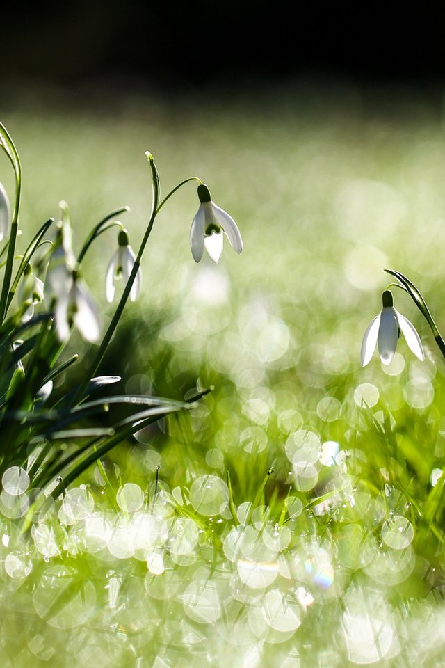 Обои цветы, трава, белые, зеленая, подснежники, flowers, grass, white, green, snowdrops разрешение 1920x1200 Загрузить