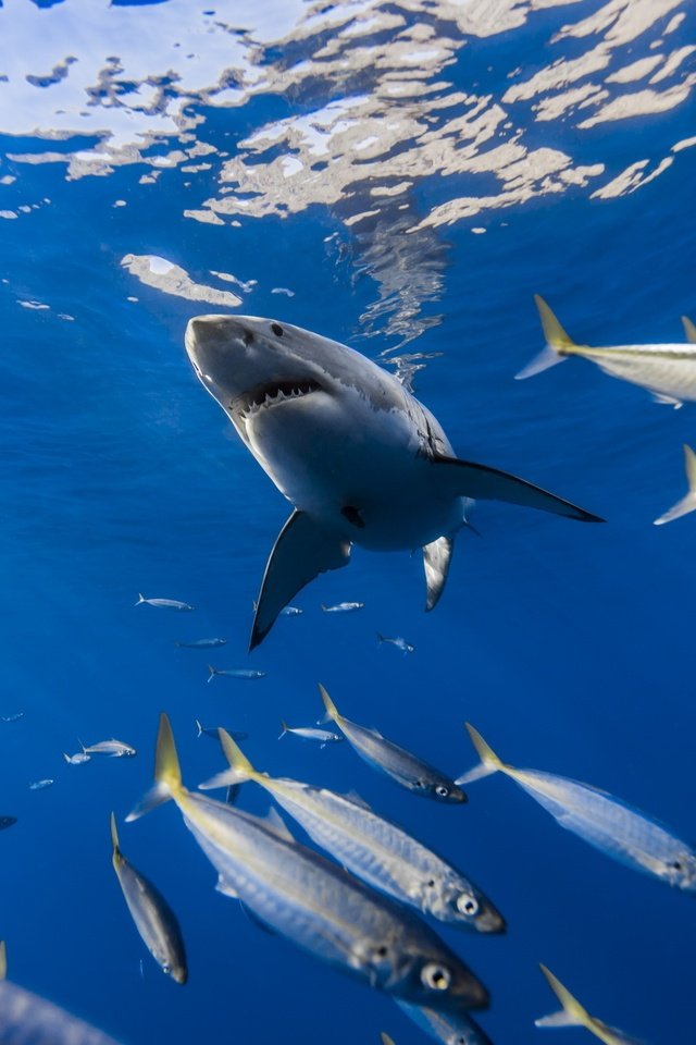 Обои рыбы, океан, белая, акула, подводный мир, большая, ставрида, george probst, fish, the ocean, white, shark, underwater world, large, mackerel разрешение 2560x1707 Загрузить