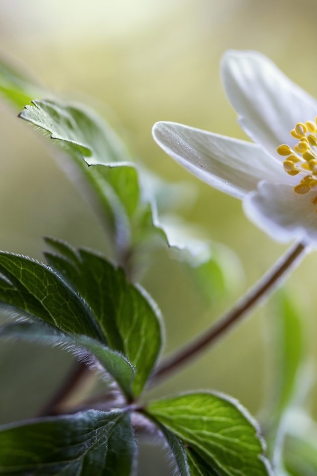 Обои цветок, белый, боке, анемона, ветреница, flower, white, bokeh, anemone разрешение 2048x1365 Загрузить