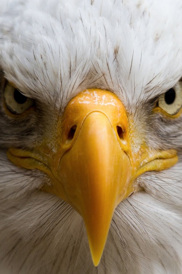 Обои портрет, птица, клюв, белоголовый орлан, portrait, bird, beak, bald eagle разрешение 2048x1441 Загрузить