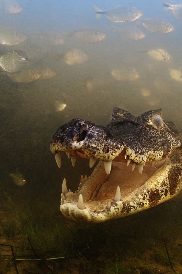 Обои река, рыбы, зубы, бразилия, крокодил, аллигатор, caiman, пантанал, мату-гросу, mato grosso, river, fish, teeth, brazil, crocodile, alligator, the pantanal разрешение 2500x1666 Загрузить