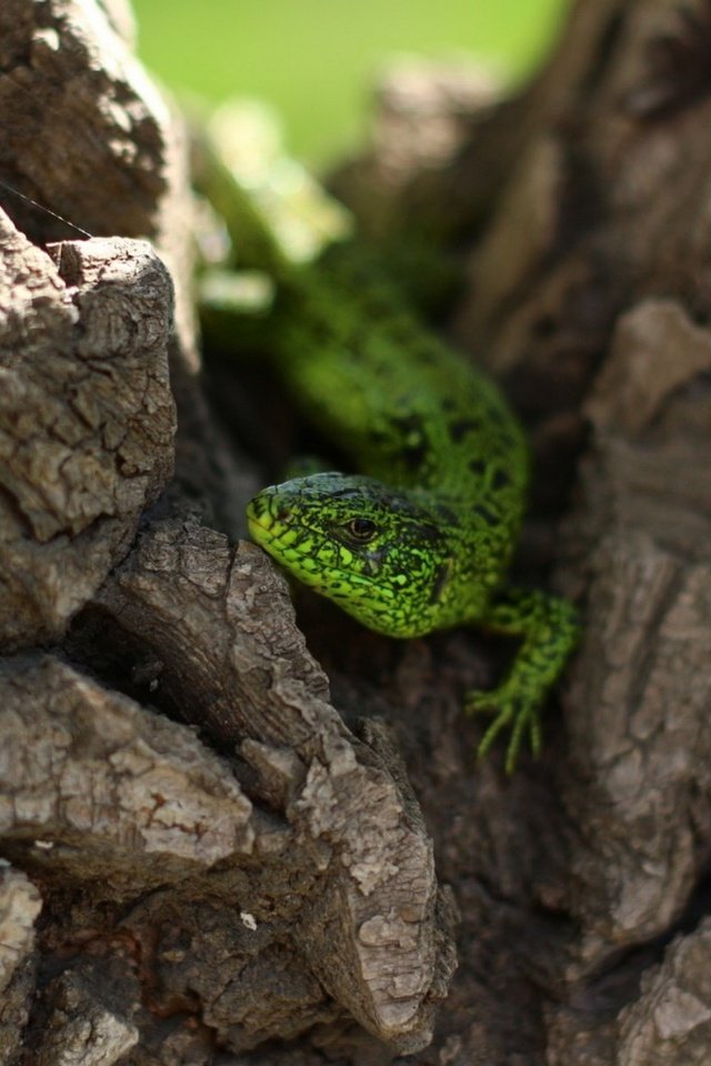 Обои природа, дерево, ящерица, зеленая, рептилия, nature, tree, lizard, green, reptile разрешение 1920x1200 Загрузить