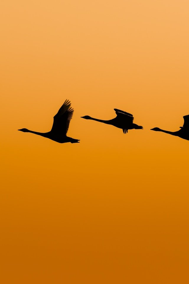 Обои полет, крылья, птицы, утки, оранжевое небо, flight, wings, birds, duck, orange sky разрешение 2300x1527 Загрузить