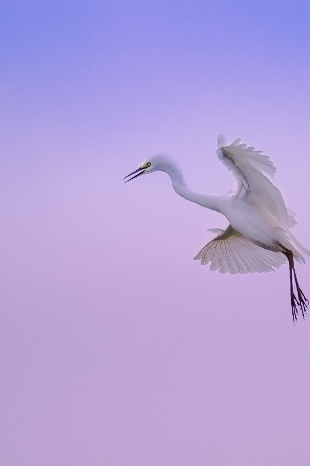 Обои небо, природа, полет, лапы, крылья, цапля, the sky, nature, flight, paws, wings, heron разрешение 2300x1527 Загрузить