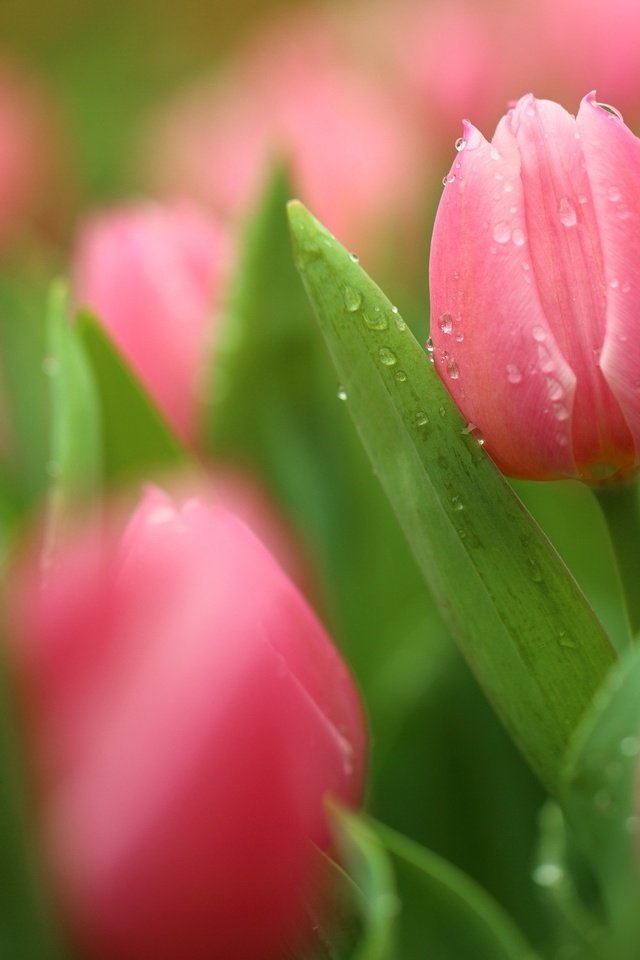 Обои цветение, бутоны, макро, капли, лепестки, тюльпаны, боке, flowering, buds, macro, drops, petals, tulips, bokeh разрешение 2048x1365 Загрузить