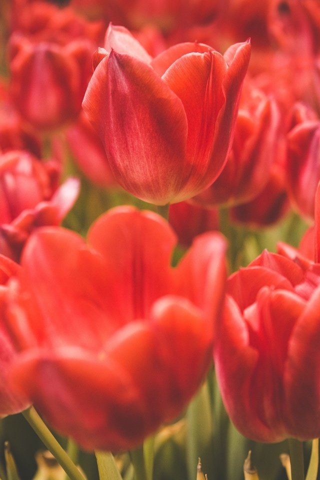 Обои цветы, лепестки, красные, тюльпаны, flowers, petals, red, tulips разрешение 2048x1562 Загрузить