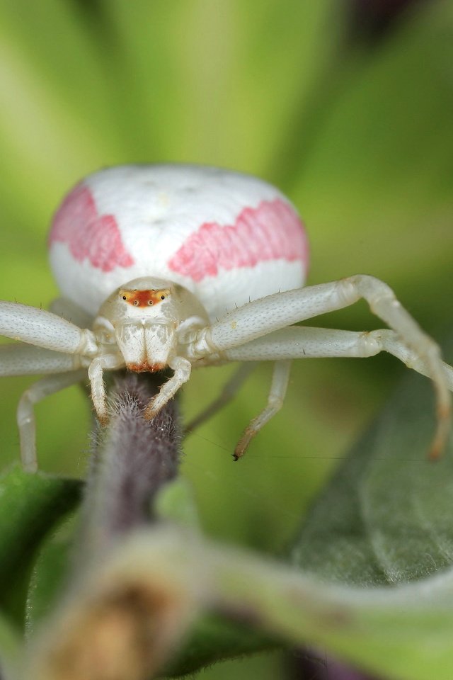 Обои зелёный, макро, насекомое, лист, паук, бело-розовый, green, macro, insect, sheet, spider, pink and white разрешение 3000x2129 Загрузить