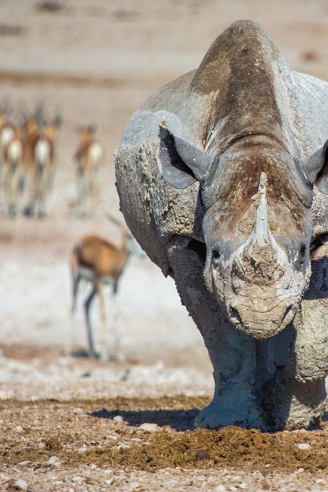 Обои природа, фон, животные, африка, носорог, lucien muller, nature, background, animals, africa, rhino разрешение 3000x1985 Загрузить