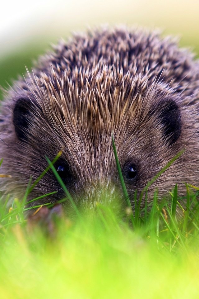 Обои трава, природа, фон, ежик, еж, grass, nature, background, hedgehog разрешение 2563x1658 Загрузить