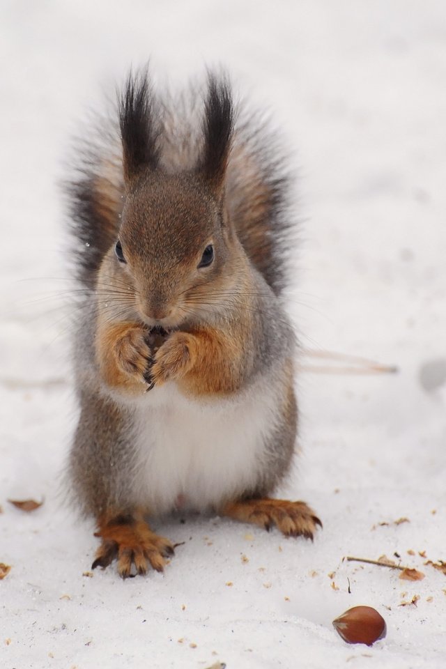Обои снег, зима, белка, белочка, anna verdina, snow, winter, protein, squirrel разрешение 3468x2580 Загрузить