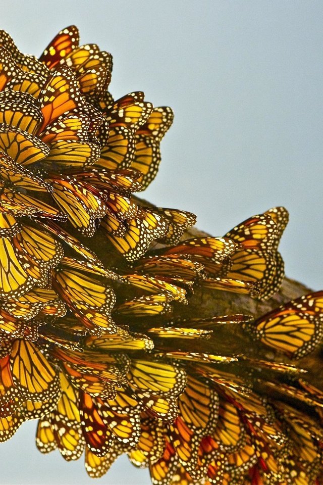 Обои крылья, насекомые, бабочки, желто-черные, монарх, wings, insects, butterfly, yellow-black, monarch разрешение 2048x1494 Загрузить
