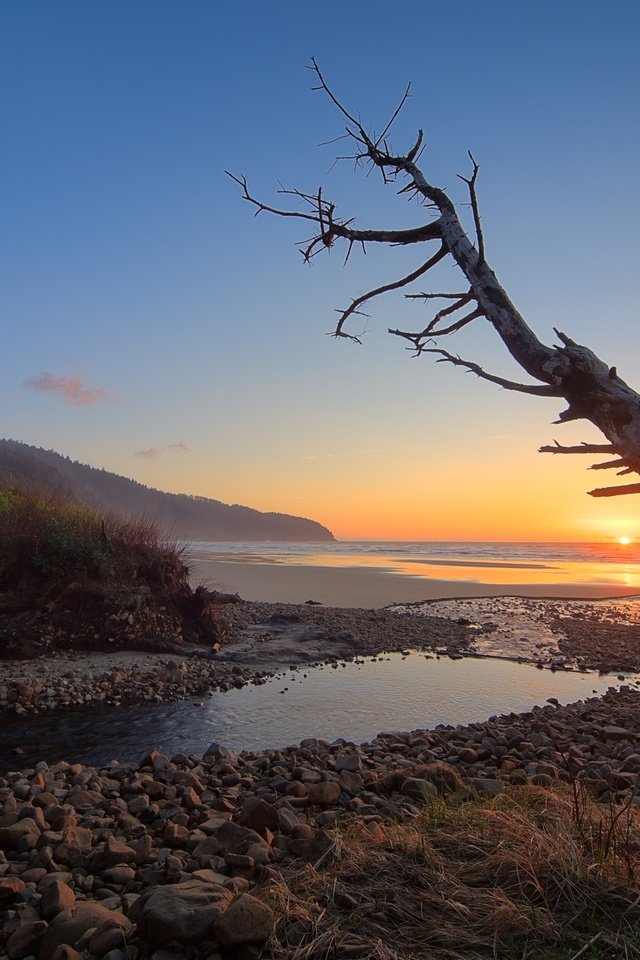 Обои небо, дерево, закат, море, побережье, the sky, tree, sunset, sea, coast разрешение 3000x1877 Загрузить