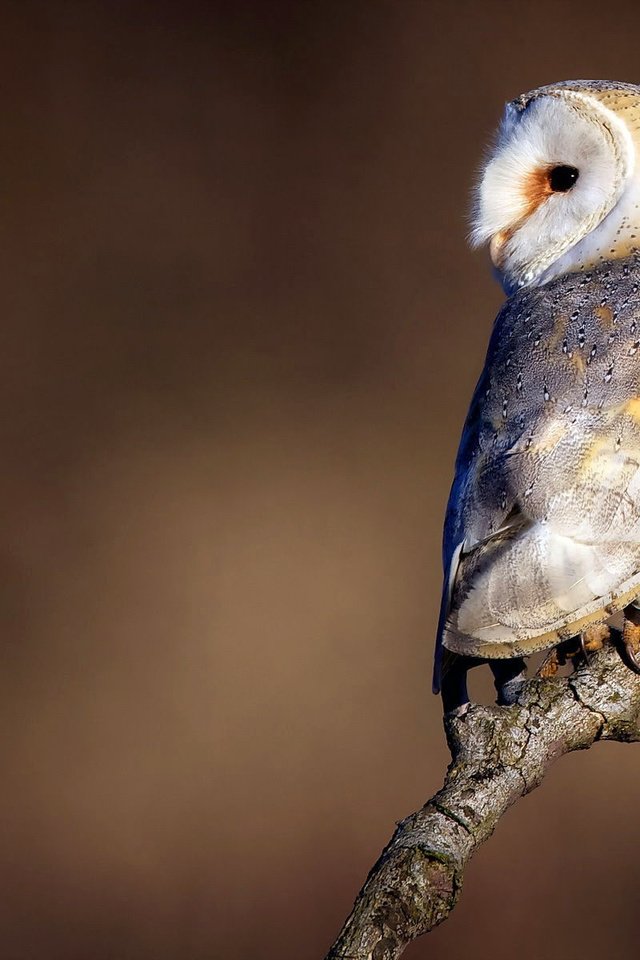 Обои сова, ветка, природа, взгляд, птица, сипуха, owl, branch, nature, look, bird, the barn owl разрешение 1920x1200 Загрузить