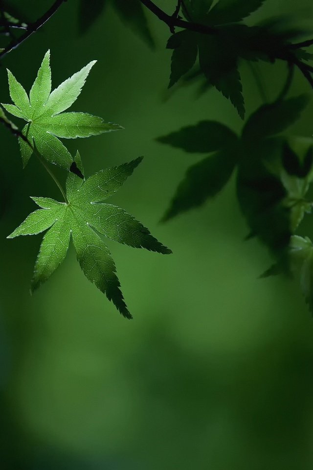 Обои листья, макро, ветки, листва, лето, зеленые, клен, leaves, macro, branches, foliage, summer, green, maple разрешение 2048x1365 Загрузить