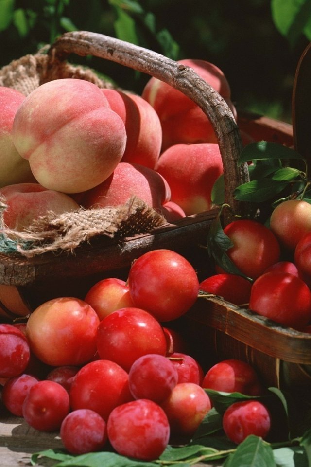 Обои фрукты, корзина, урожай, персики, сливы, fruit, basket, harvest, peaches, plum разрешение 1920x1362 Загрузить