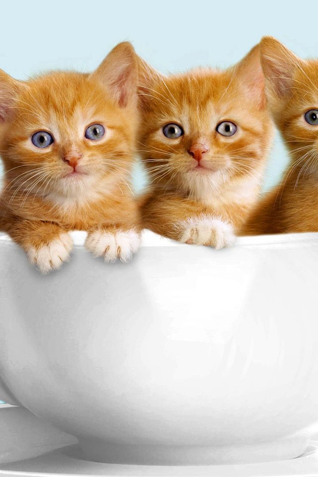 Обои кошки, чашка, малыши, котята, белая, рыжие, милые, cats, cup, kids, kittens, white, red, cute разрешение 1920x1080 Загрузить