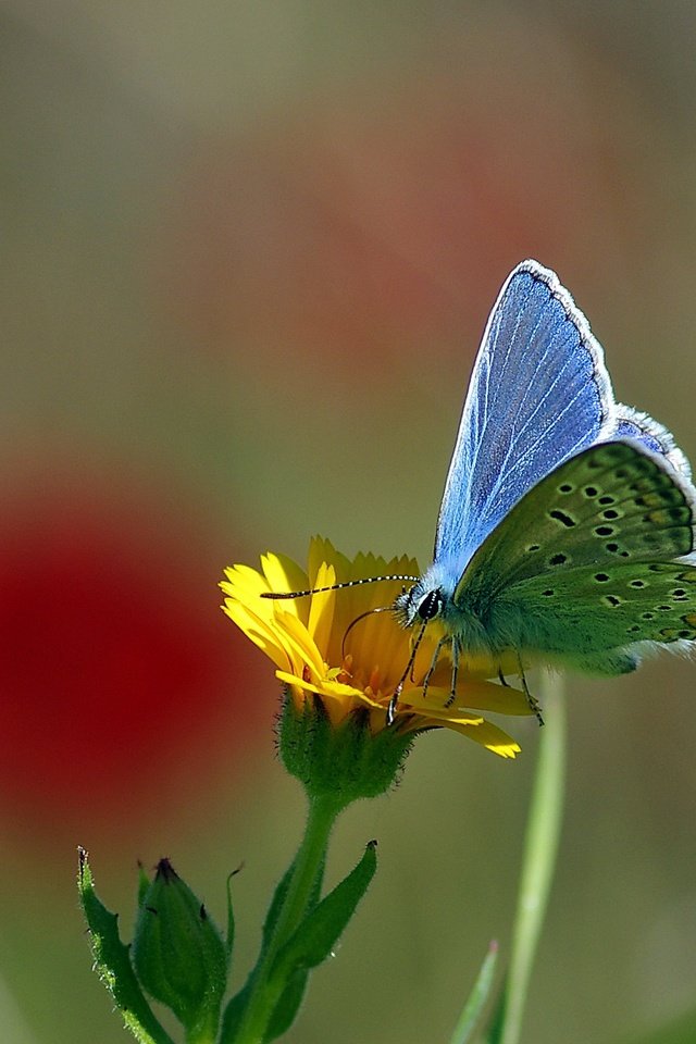 Обои желтый, макро, насекомое, цветок, бабочка, нектар, ziva & amir, yellow, macro, insect, flower, butterfly, nectar разрешение 2069x1503 Загрузить