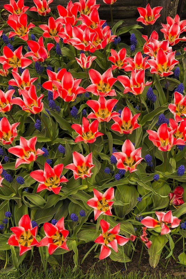 Обои лепестки, сад, весна, тюльпаны, клумба, petals, garden, spring, tulips, flowerbed разрешение 2048x1367 Загрузить