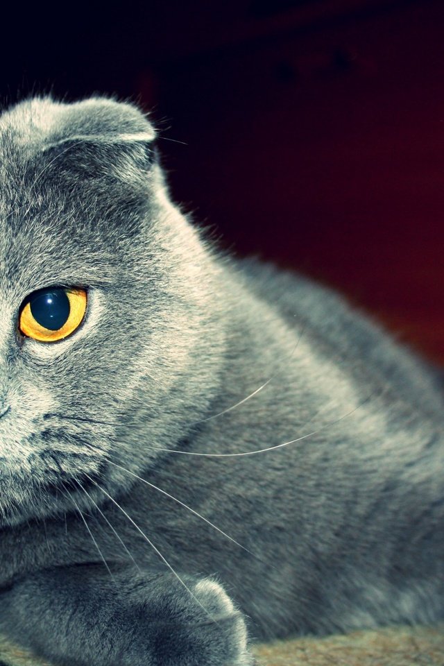 Обои глаза, кот, кошка, шотландская, вислоухая, eyes, cat, scottish, fold разрешение 2560x1600 Загрузить