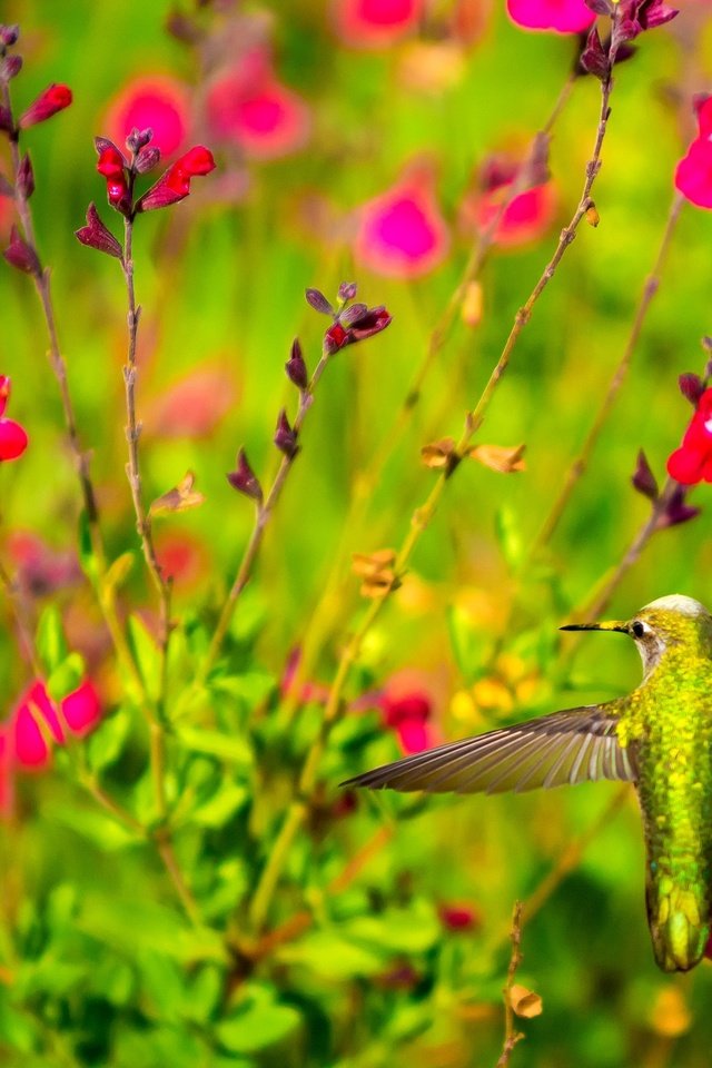 Обои цветы, крылья, птица, клюв, растение, колибри, flowers, wings, bird, beak, plant, hummingbird разрешение 2048x1365 Загрузить