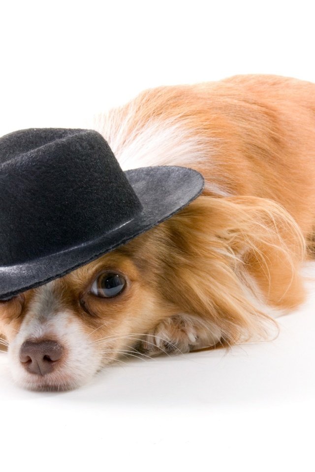Обои собака, рыжая, белый фон, шляпа, чихуахуа, длинношерстная, dog, red, white background, hat, chihuahua, longhair разрешение 2560x1600 Загрузить