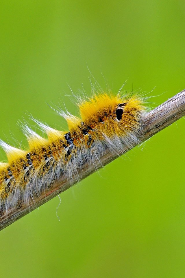 Обои макро, насекомое, растение, гусеница, сухой, стебелёк, ziva & amir, macro, insect, plant, caterpillar, dry, stem разрешение 3839x2539 Загрузить