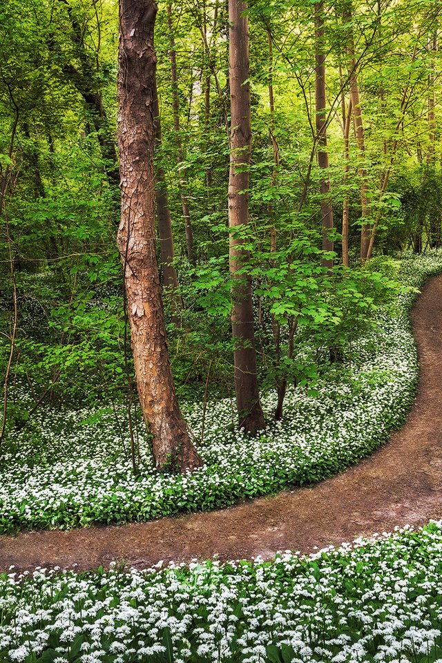 Обои дорога, цветы, деревья, лес, road, flowers, trees, forest разрешение 1920x1080 Загрузить