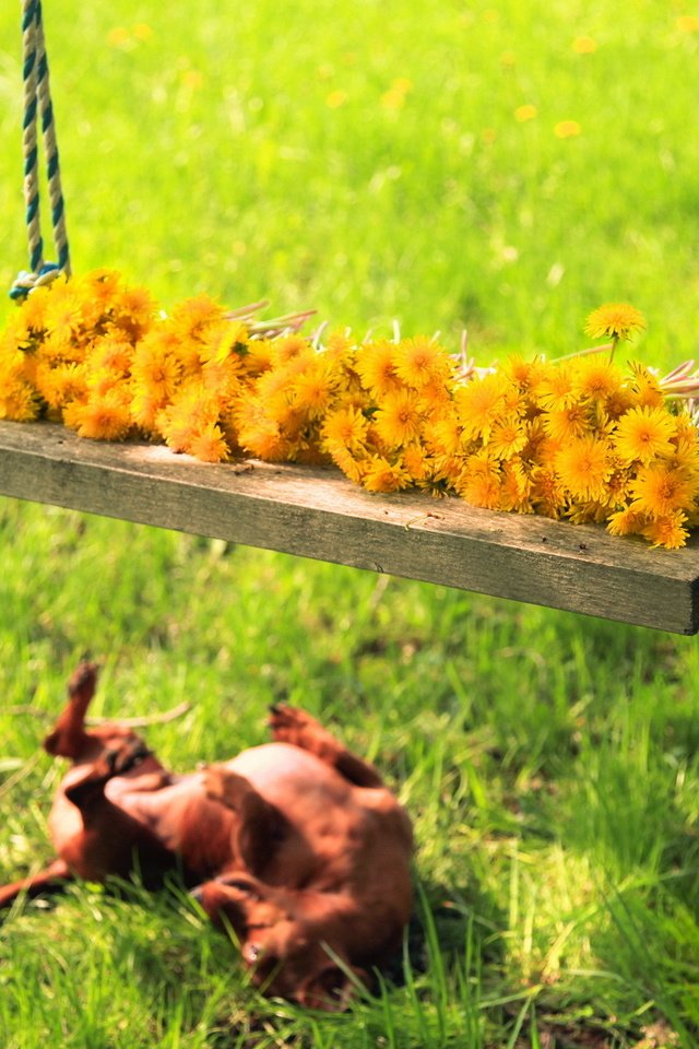 Обои цветы, трава, лето, собака, качели, flowers, grass, summer, dog, swing разрешение 1920x1200 Загрузить