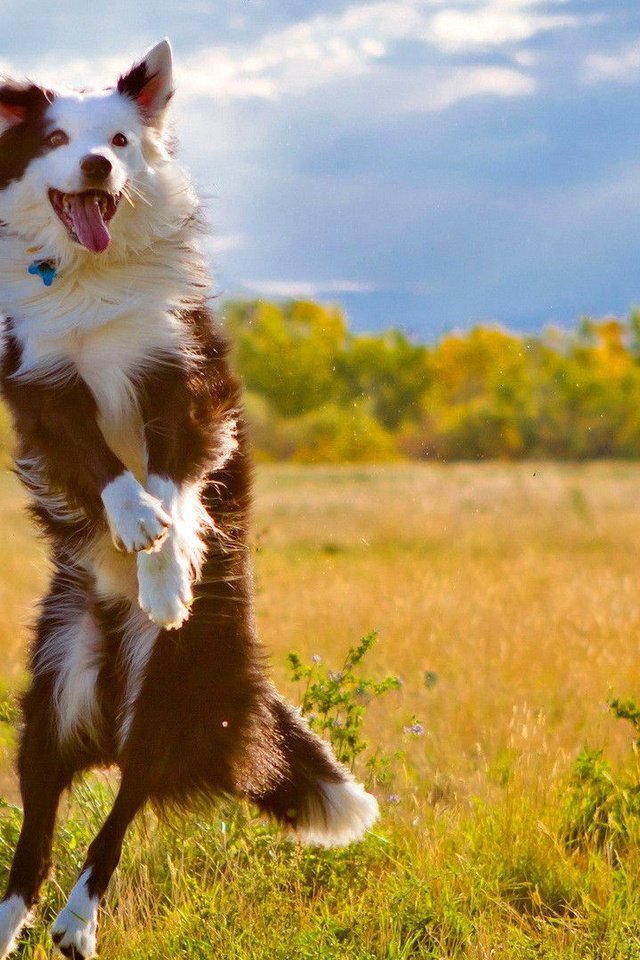 Обои природа, собака, прыжок, язык, бордер-колли, nature, dog, jump, language, the border collie разрешение 1920x1080 Загрузить