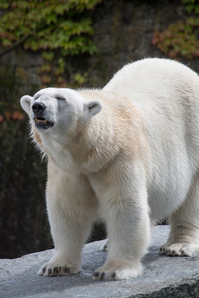 Обои медведь, камень, белый медведь, bear, stone, polar bear разрешение 5184x3456 Загрузить