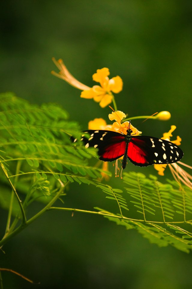 Обои макро, насекомое, цветок, бабочка, крылья, растение, macro, insect, flower, butterfly, wings, plant разрешение 4729x3547 Загрузить