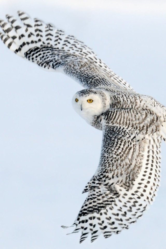 Обои сова, полет, крылья, птица, полярная сова, белая сова, owl, flight, wings, bird, snowy owl, white owl разрешение 1920x1200 Загрузить