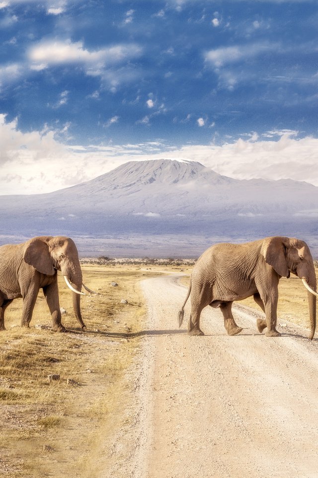 Обои дорога, горы, пейзаж, слоны, road, mountains, landscape, elephants разрешение 3840x2160 Загрузить