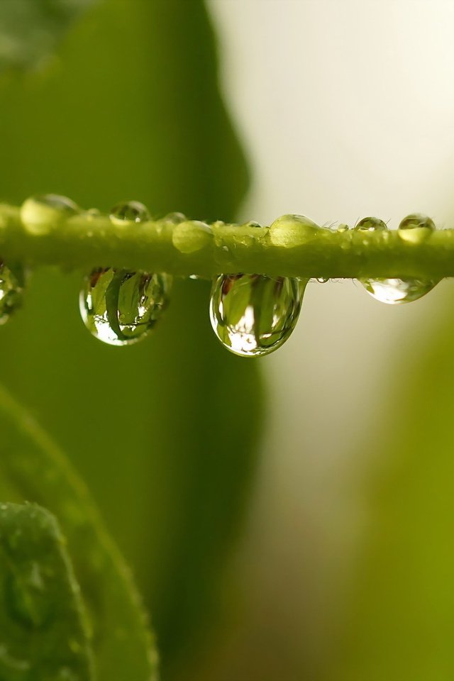 Обои вода, листья, капли, зеленые, растение, стебель, water, leaves, drops, green, plant, stem разрешение 1920x1200 Загрузить