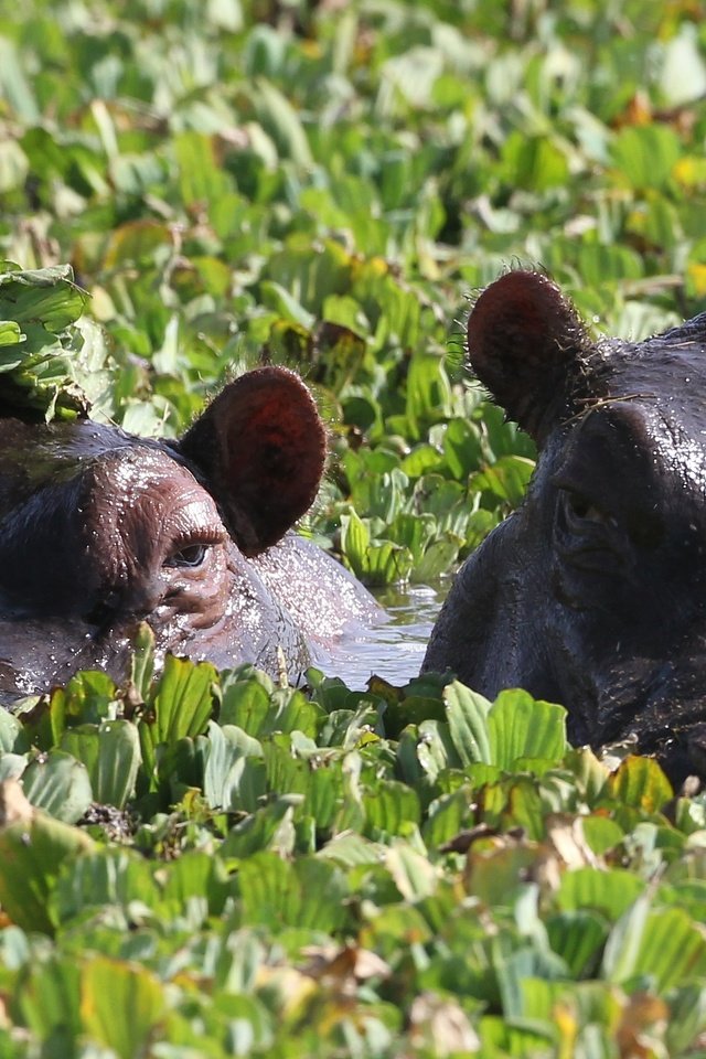 Обои глаза, зелень, пара, купание, бегемоты, eyes, greens, pair, bathing, hippos разрешение 3508x1669 Загрузить