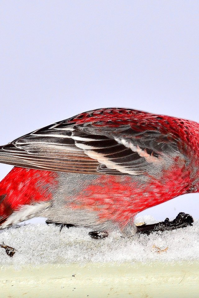 Обои снег, природа, птица, pine grosbeak, дубонос, snow, nature, bird, grosbeak разрешение 3393x2214 Загрузить