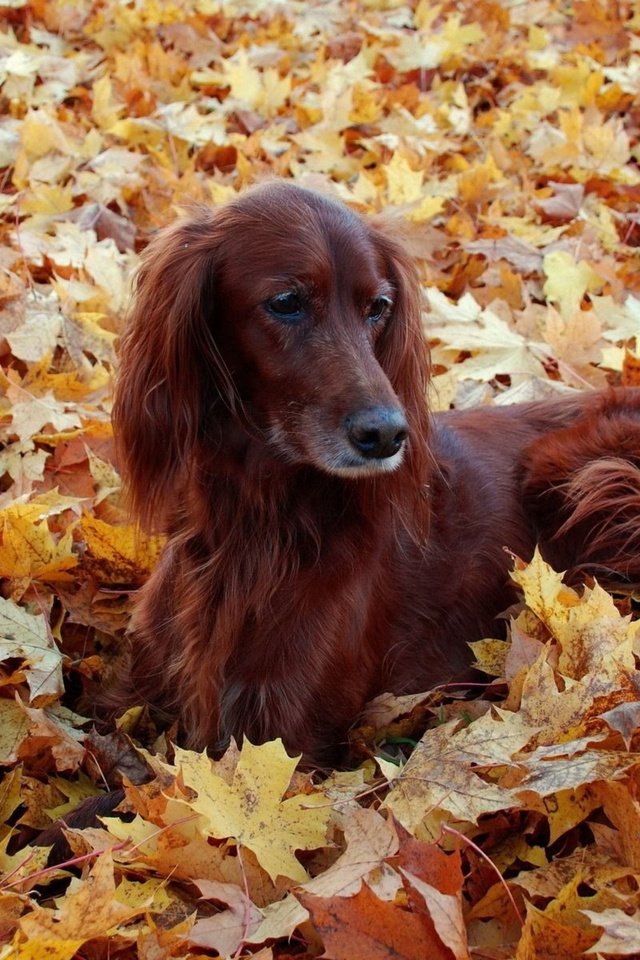 Обои листья, осень, собака, ирландский сеттер, leaves, autumn, dog, irish setter разрешение 2560x2048 Загрузить
