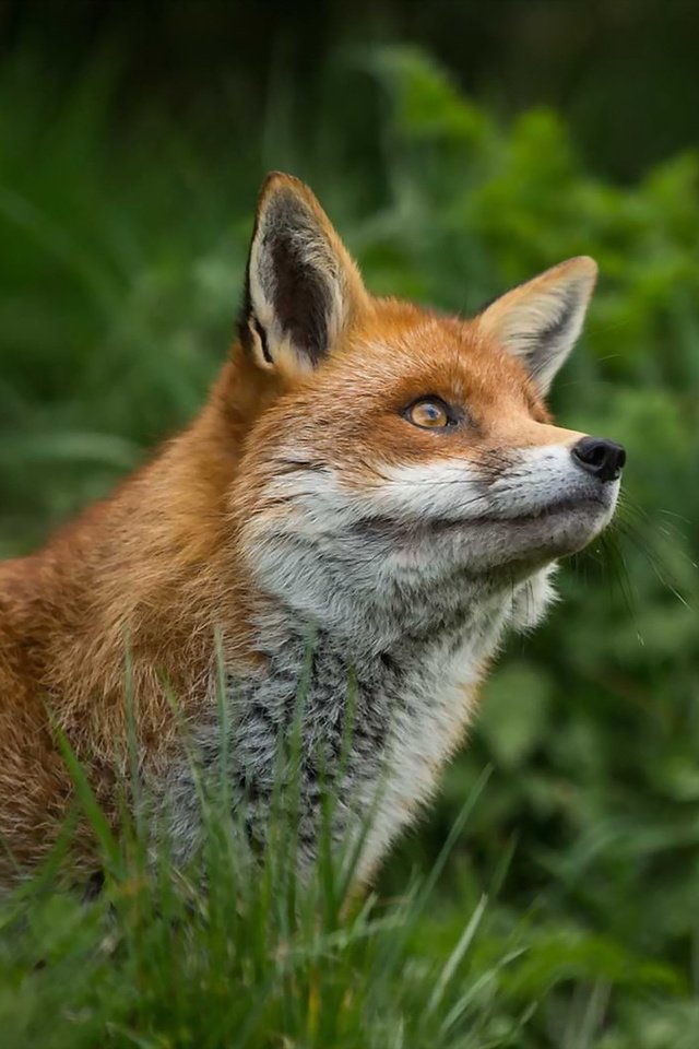 Обои природа, фон, лиса, nature, background, fox разрешение 1920x1200 Загрузить