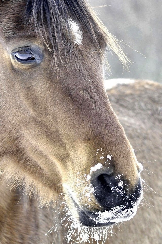 Обои морда, лошадь, снег, природа, зима, конь, грива, face, horse, snow, nature, winter, mane разрешение 1920x1080 Загрузить