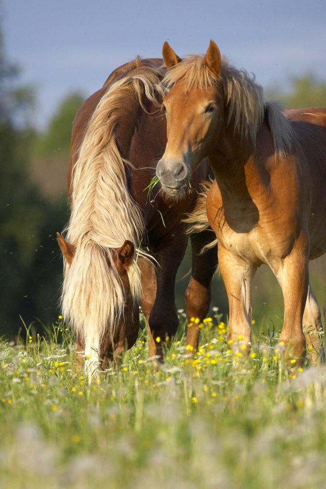 Обои цветы, луг, пара, лошади, кони, полевые цветы, flowers, meadow, pair, horse, horses, wildflowers разрешение 4368x2904 Загрузить