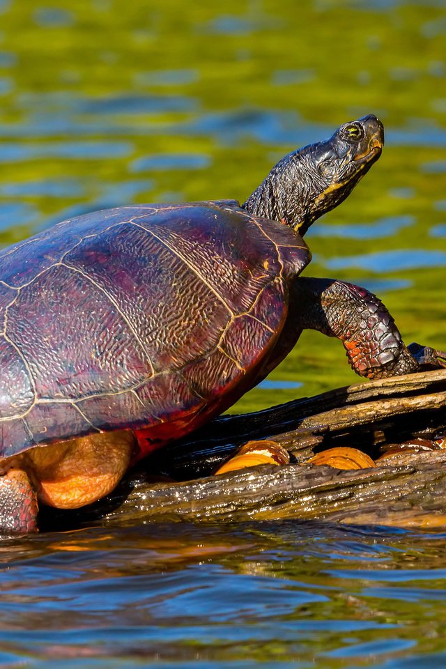 Обои вода, природа, черепаха, панцирь, коряга, water, nature, turtle, shell, snag разрешение 2048x1325 Загрузить