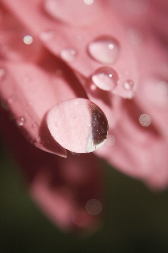 Обои цветок, роса, капли, лепестки, крупным планом, flower, rosa, drops, petals, closeup разрешение 3888x2592 Загрузить