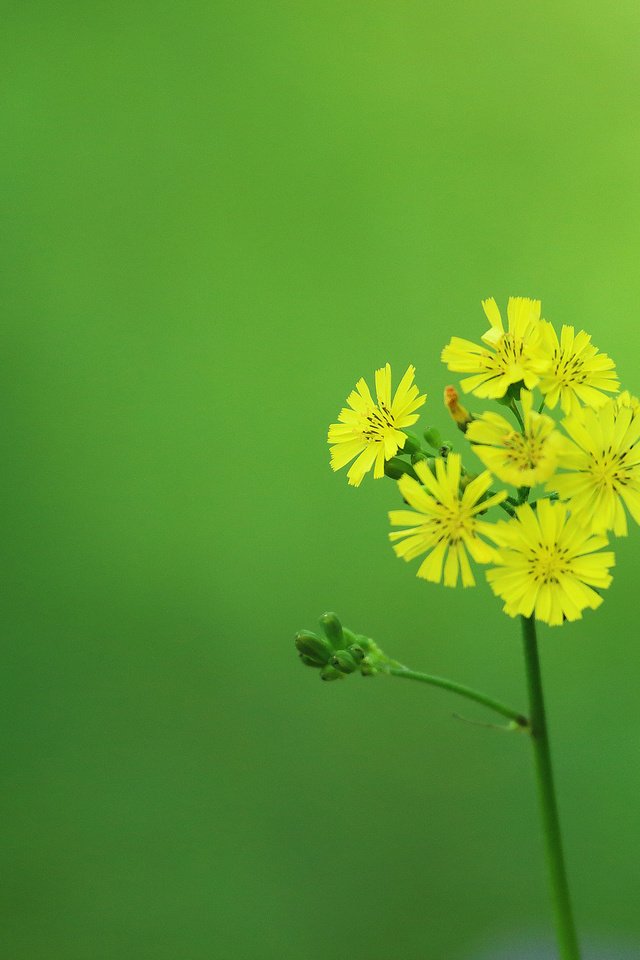 Обои цветок, лепестки, стебель, желтые, соцветие, flower, petals, stem, yellow, inflorescence разрешение 2048x1320 Загрузить