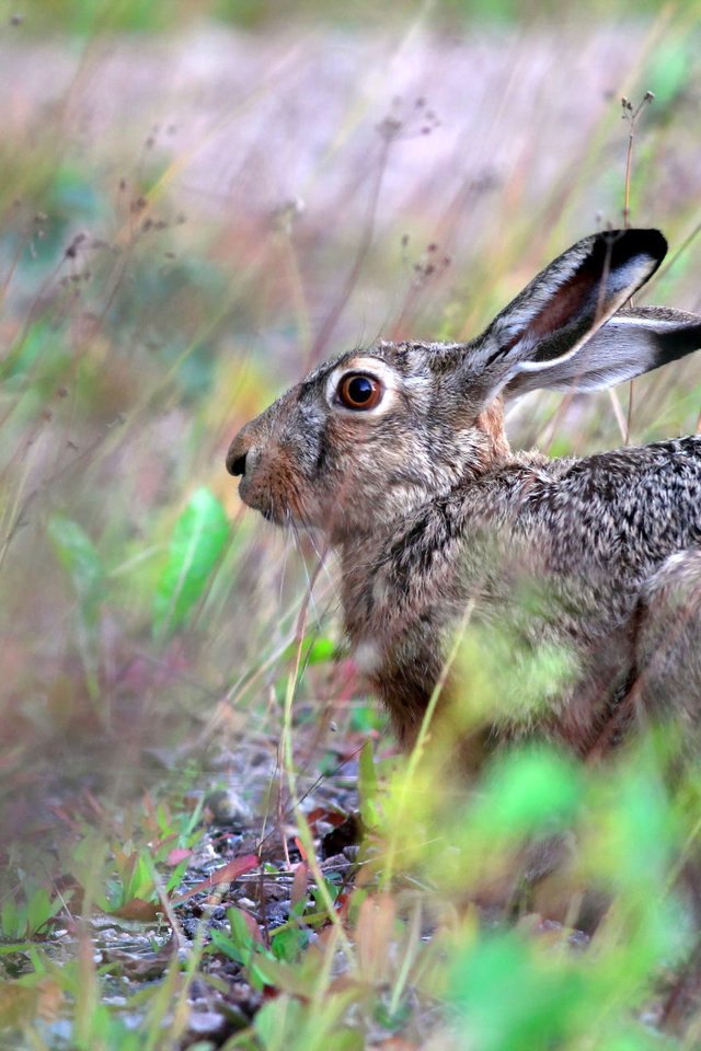 Обои природа, фон, животные, заяц, русак, nature, background, animals, hare разрешение 1920x1280 Загрузить