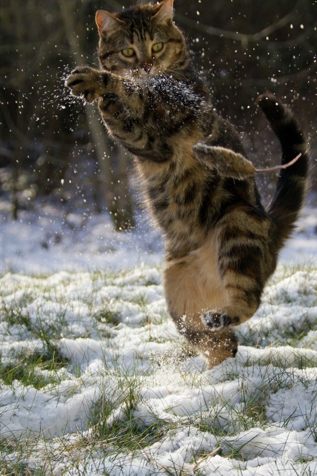 Обои снег, зима, кот, мышка, кунг-фу, snow, winter, cat, mouse, kung fu разрешение 2048x1284 Загрузить